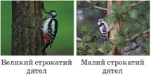 https://history.vn.ua/pidruchniki/anderson-biology-and-ecology-11-class-2019-standard-level/anderson-biology-and-ecology-11-class-2019-standard-level.files/image041.jpg